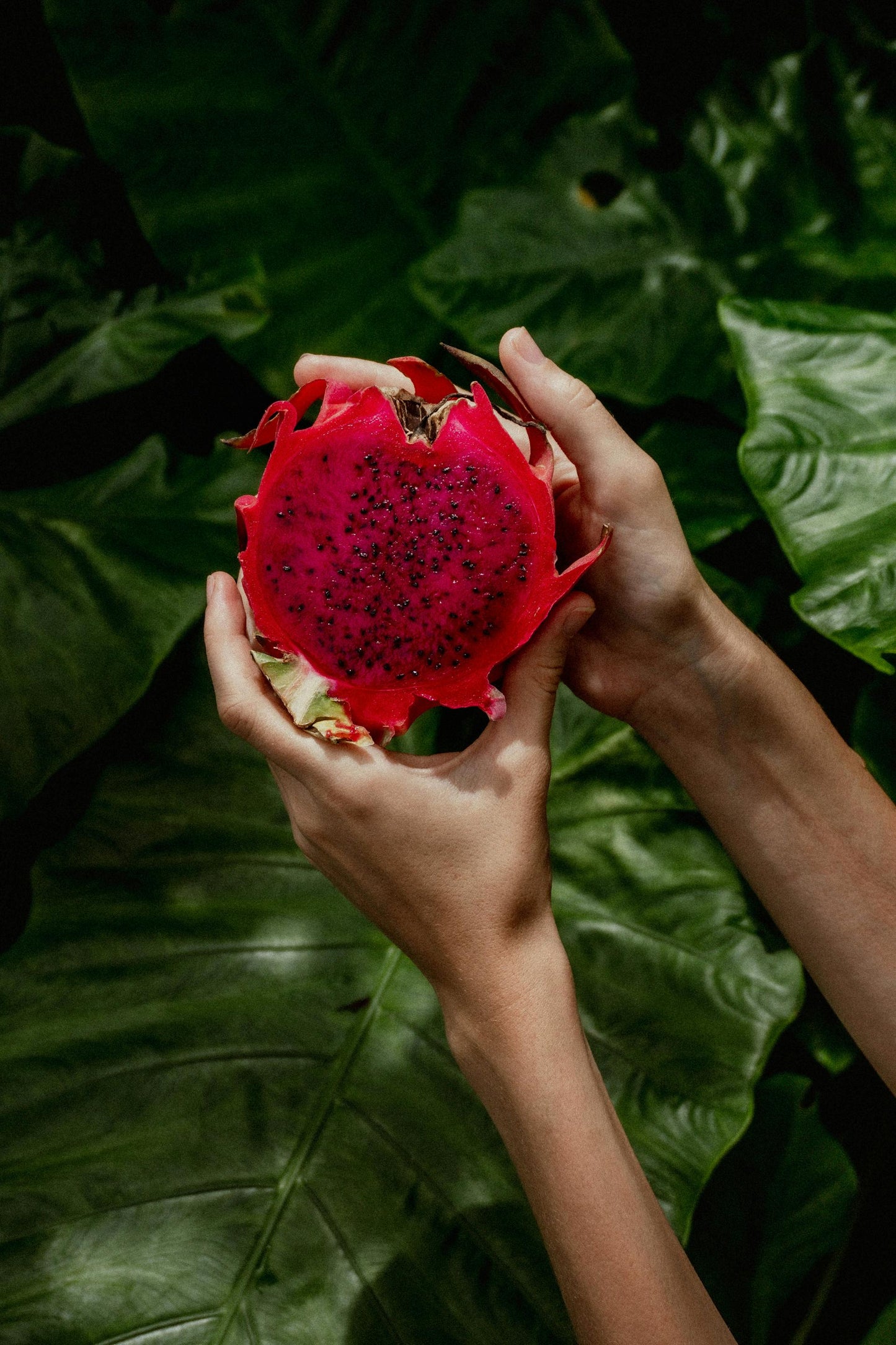 Freeze Dried Drachenfrucht - GYLDNE GRÆNSE Gourmet Online Shop