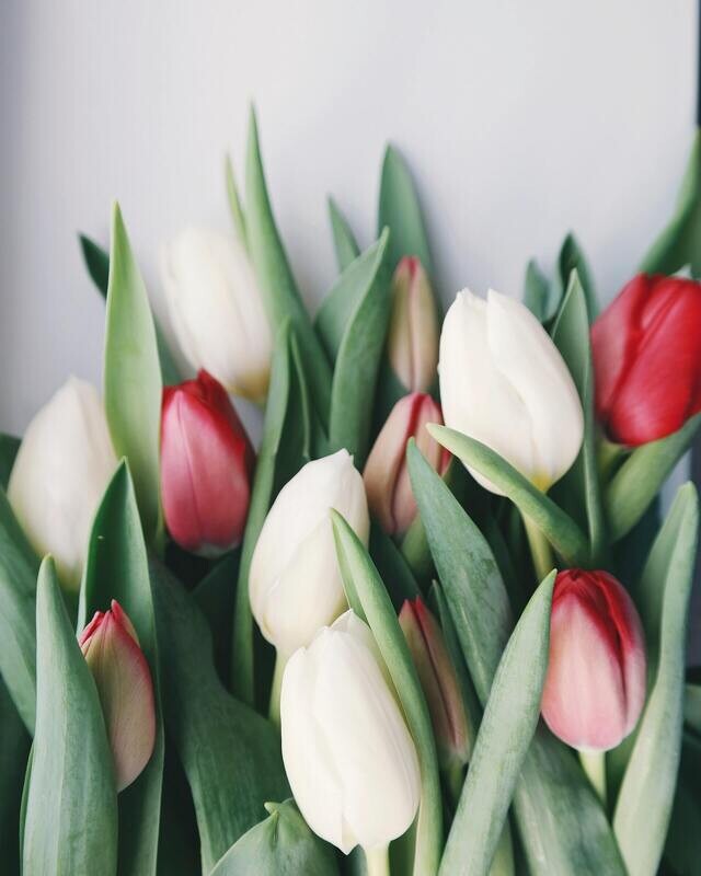 Blumen & Sträuße